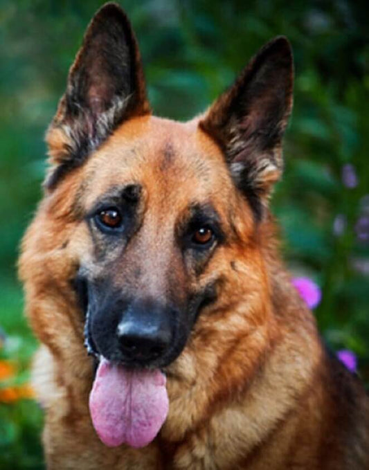 Dog DIY Diamond Painting
