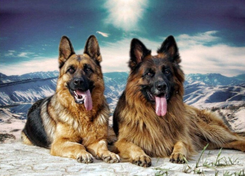 German Shepherd Dogs Pair Paint by Diamonds