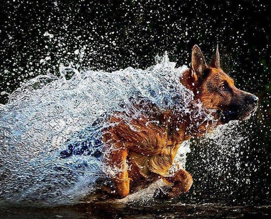 German Shepherd Running in Water Diamond Painting
