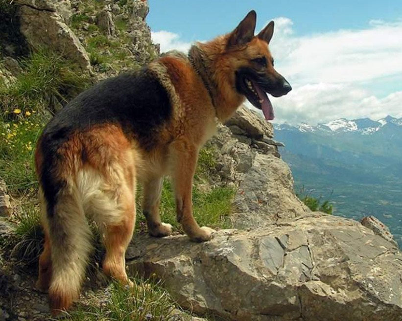 German Shepherd on the Mountains Diamond Painting