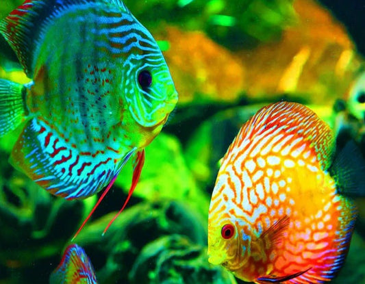 GloFish  Diamond Painting Kit