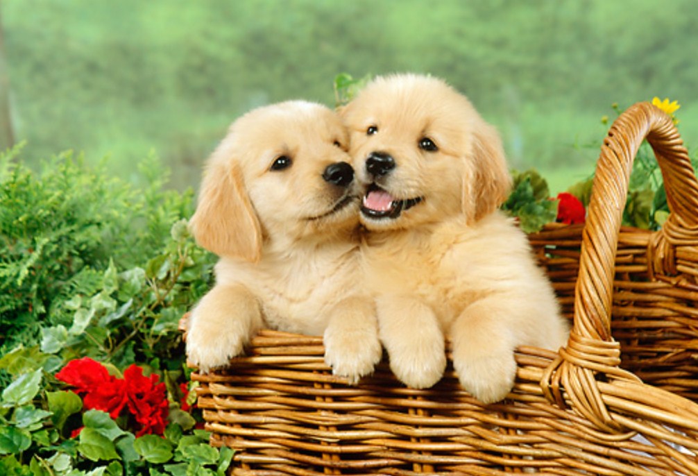 Golden Retriever Puppies in Basket Diamond Painting