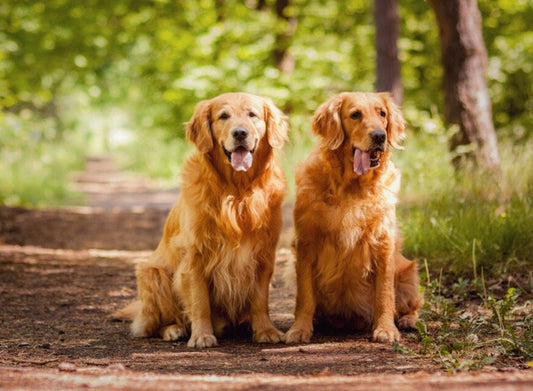 Golden Retrievers Paint by Diamonds