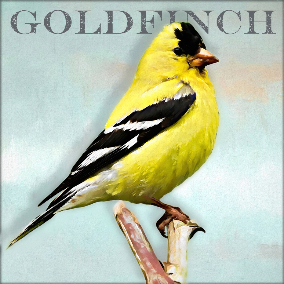 Goldfinch - Art by Denise Dundon