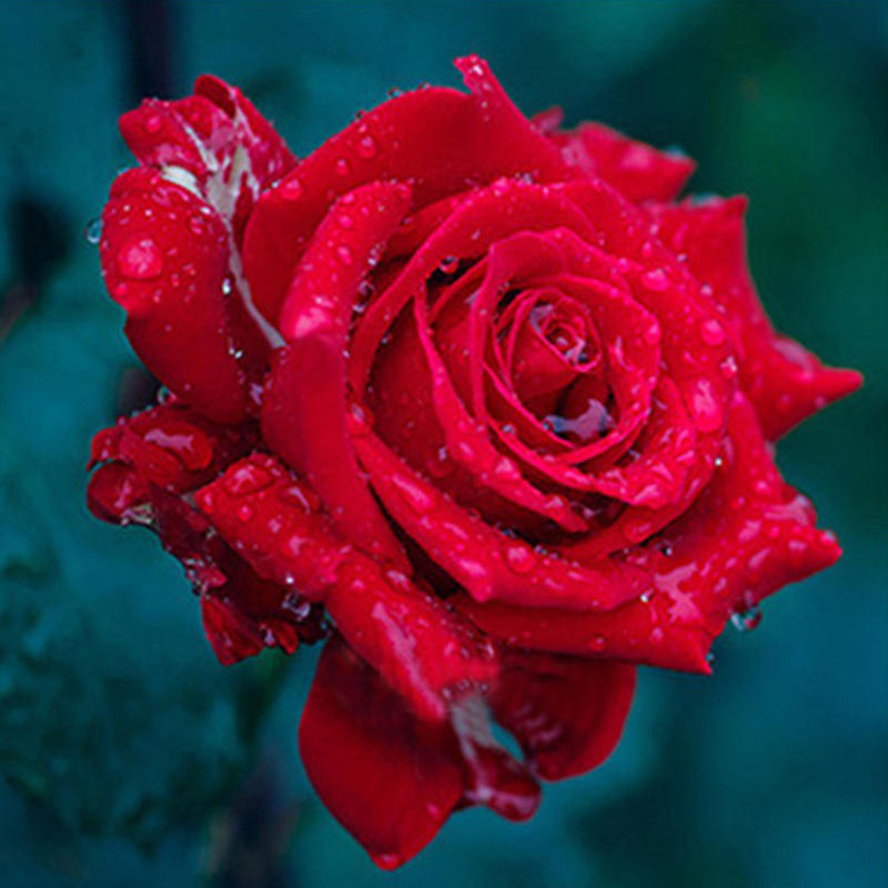 Gorgeous Rose with Dew Drops Diamond Painting