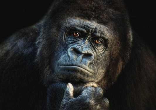 Gorilla DIY Diamond Painting