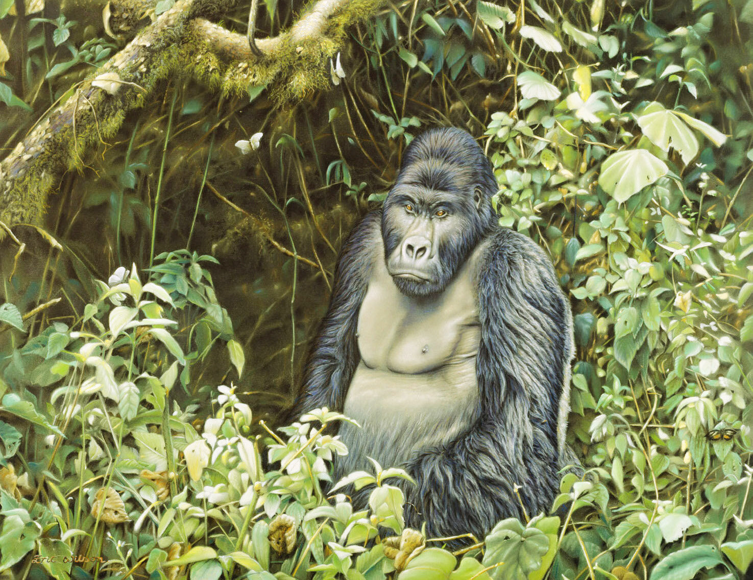 Silverback male gorilla in zaire 