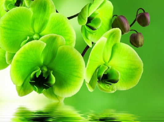 Green Orchids Diamond Painting Kit