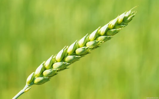 Green Wheat Paint by Diamonds