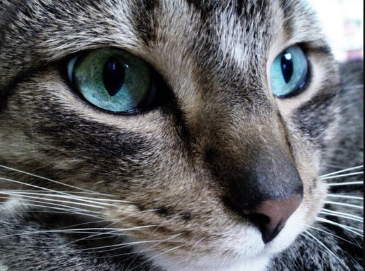 Grey Cat with Blue eyes Diamond Painting Kit