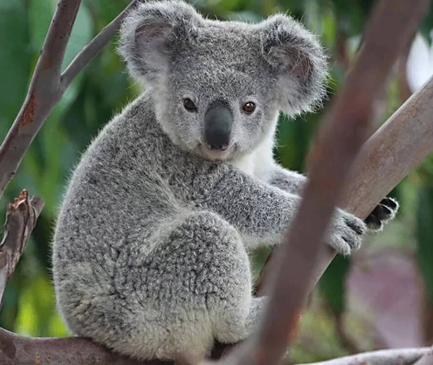 Grey Koala Diamond Painting – All Diamond Painting