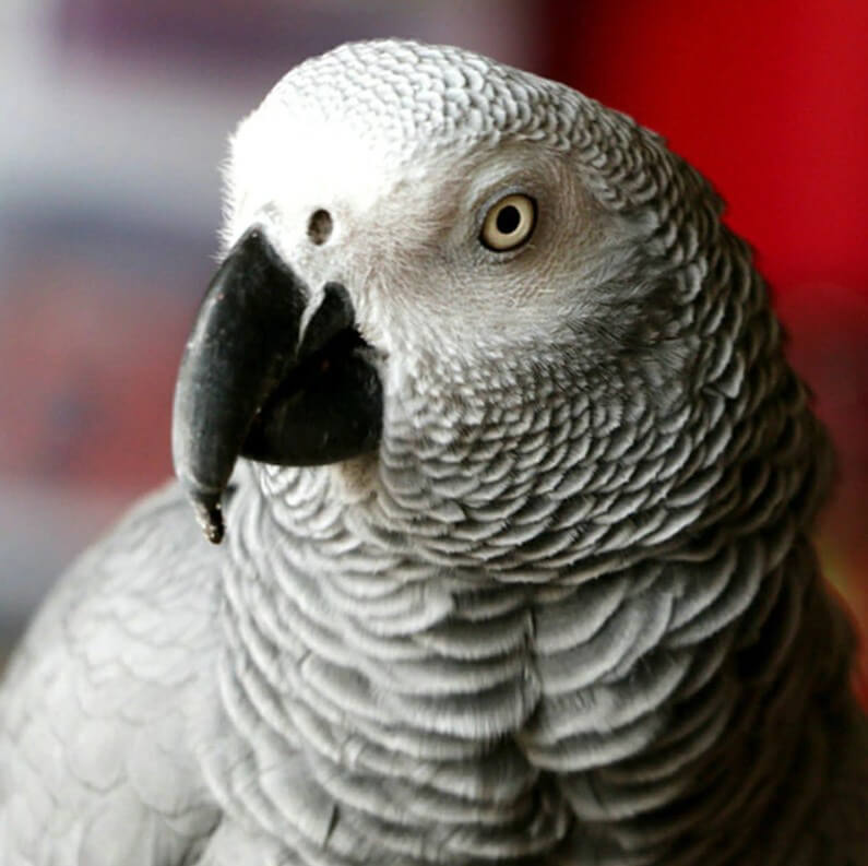 Grey Parrot Painting Kit