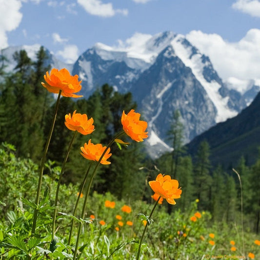 High Mountains & Yellow Flowers Diamond Painting