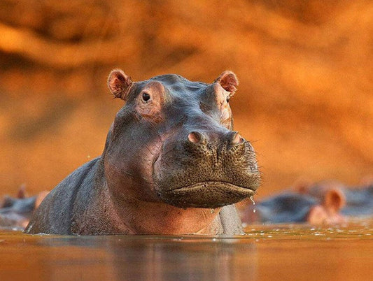 Hippo Diamond Painting Kit