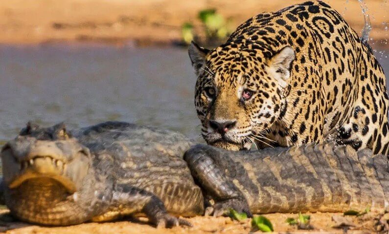 Jaguar & Crocodile Diamond Painting