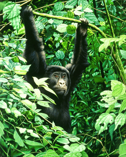 Juvenile Gorilla