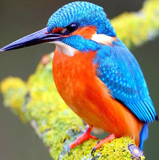 Kingfisher Diamond Painting