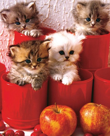 Kittens & Apples Paint by Diamonds