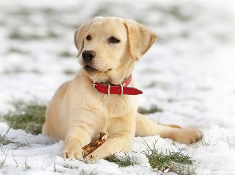 Labrador Puppy in Snow Paint by Diamonds