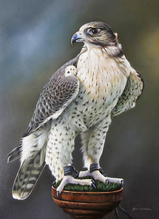 Falcon Portrait