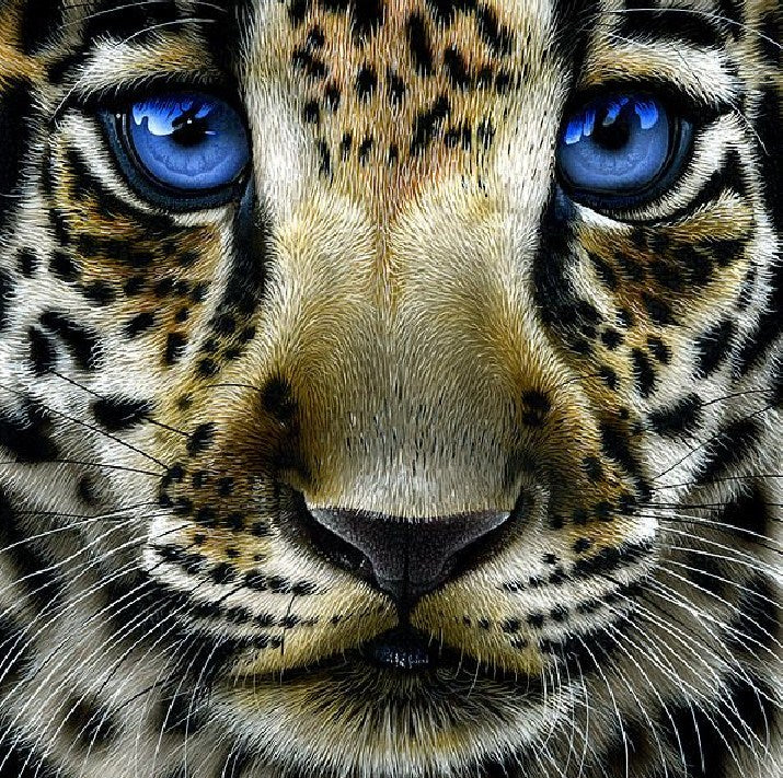 Leopard Cub with Blue Eyes Diamond Painting