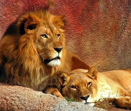 Lion Pair Painting Kit