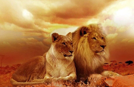 Lion Pair in the Desert Paint by Diamonds