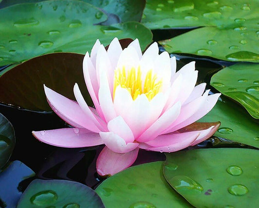 Lotus Diamond Painting Kit