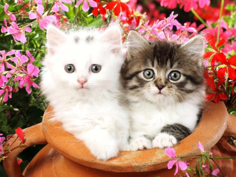 Lovely Kittens Paint by Diamonds