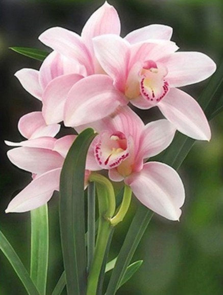 Lovely Pink Orchids Paint by Diamonds