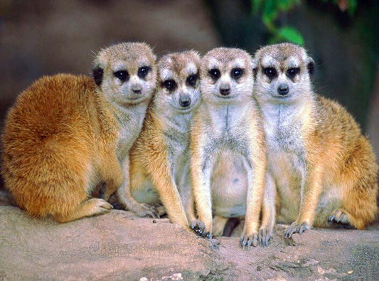 Meerkats DIY Diamond Painting 