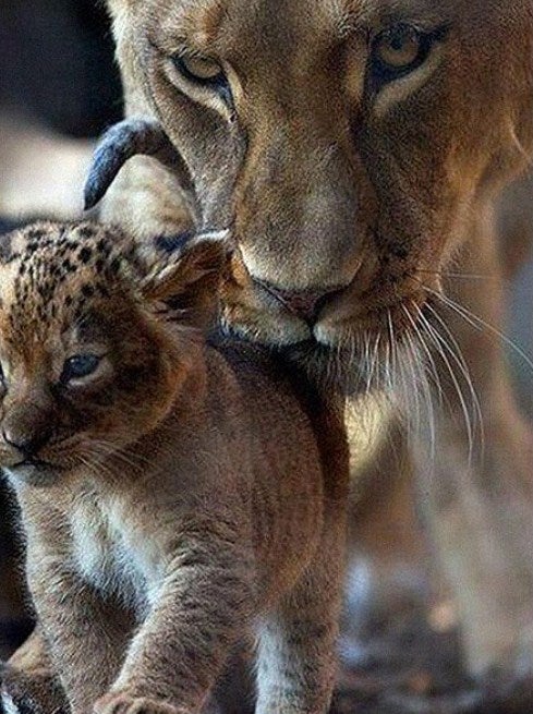 Mother & Baby Lion Paint by Diamonds