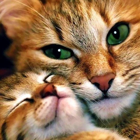 Mother Cat & Baby Cat Paint by Diamonds