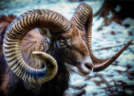 Mouflon Wild Sheep Paint by Diamonds