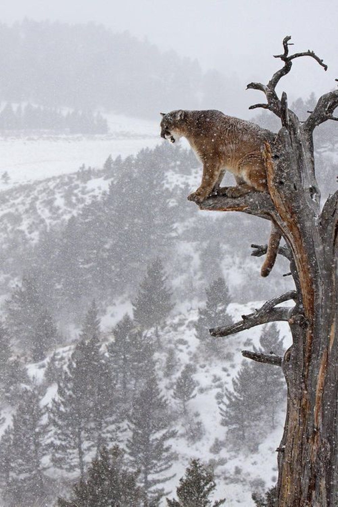 Mountain Lion on Tree Paint by Diamonds