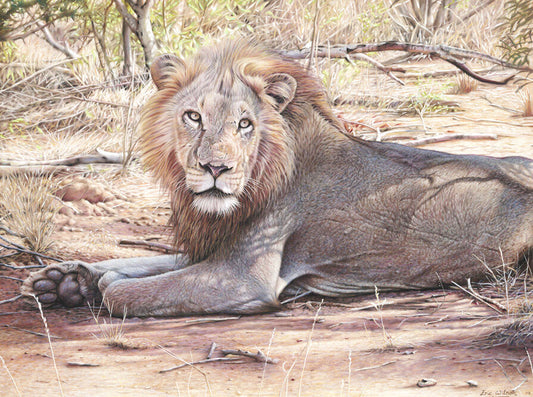 South African Lion