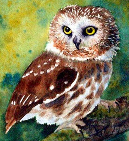 Northern Saw-Whet Owl Paint by Diamonds