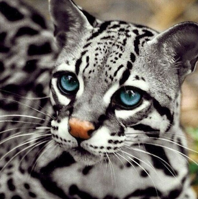 Ocelot Cat- Diamond Painting Kit – All Diamond Painting