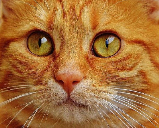 Orange Tabby Cat Paint by Diamonds