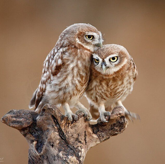 Owls Pair Painting Kit