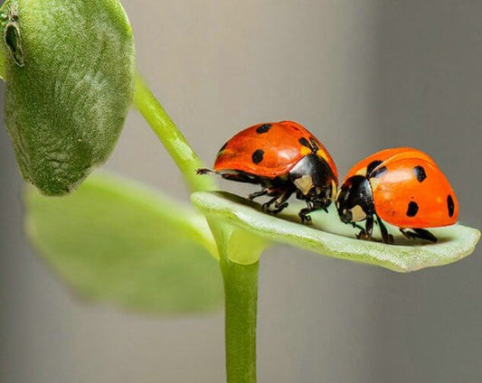 Lady Bug Diamond Painting Kit