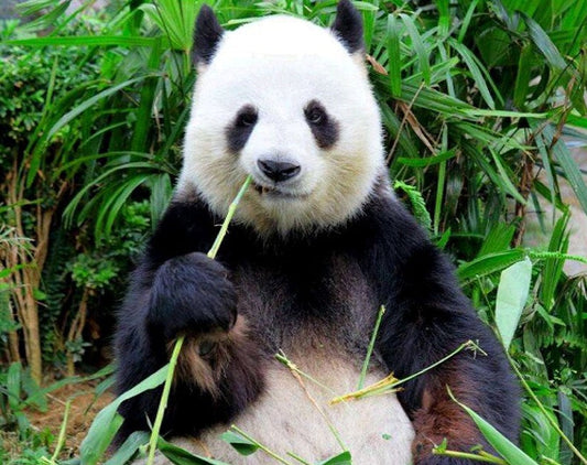 Panda Eating Grass Paint by Diamonds