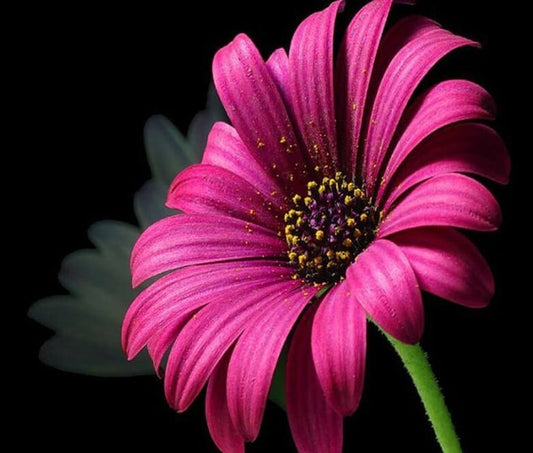 Daisy DIY Diamond Painting 