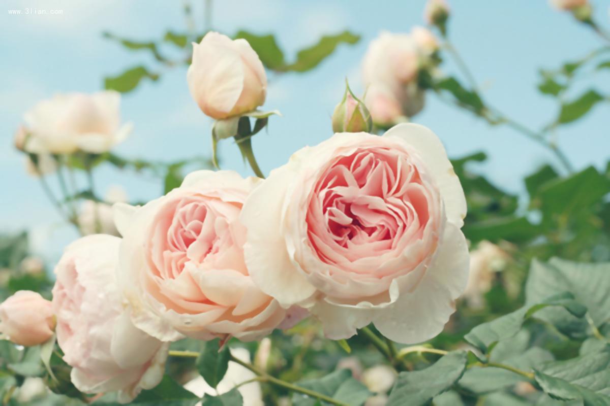 Pink Rose Garden Paint by Diamonds