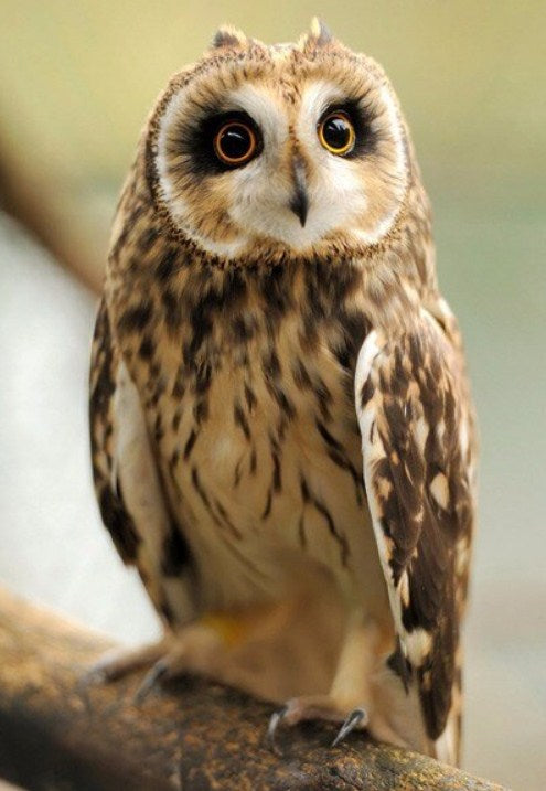 Pretty Owl Diamond Painting Kit