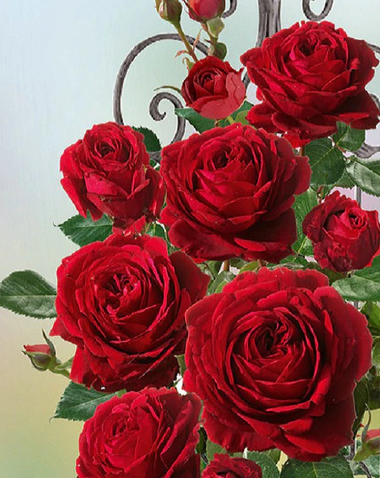 Pretty Red Roses Paint by Diamonds