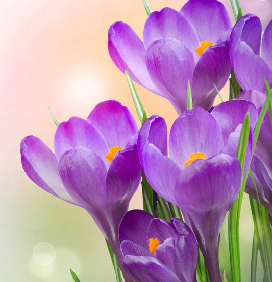 Purple Floral Beauty Paint by Diamonds