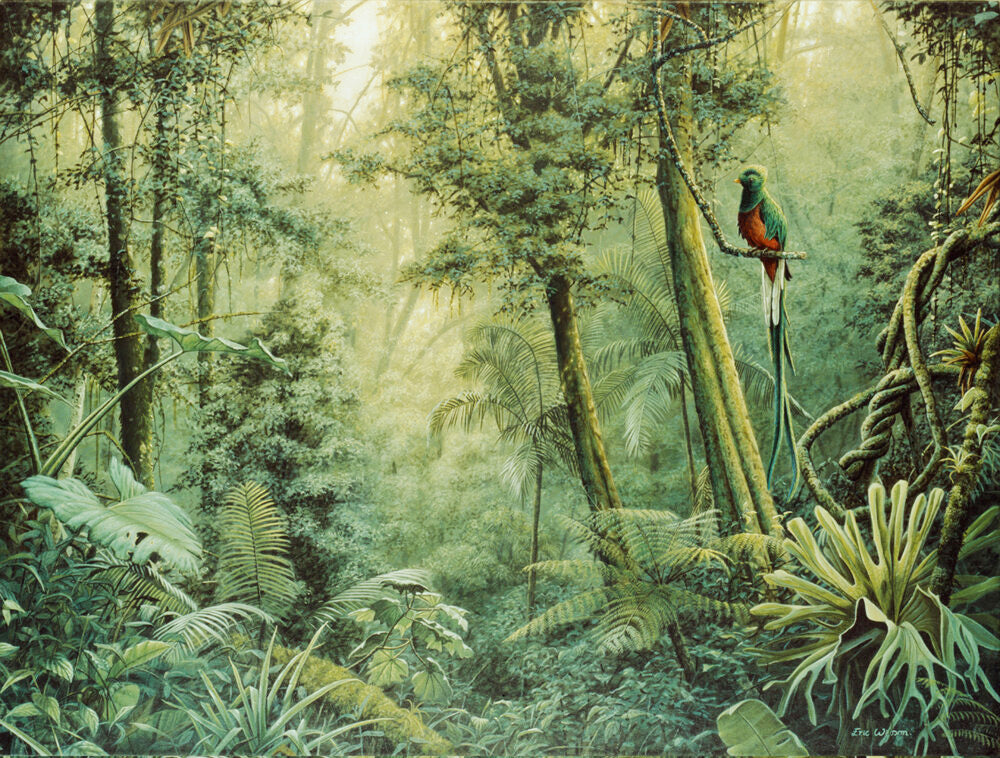 Painting of Quetzal in rainforest by wildlife 
