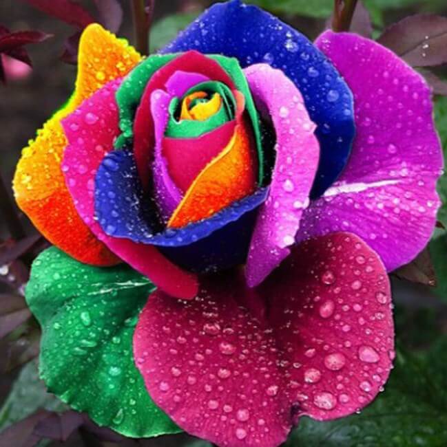 Colorful Rose DIY Painting