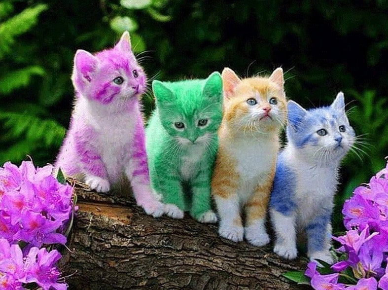 Rainbow Kittens Diamond Painting Kit